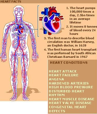 heart-facts